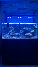 Aquarium recifal red sea, Dieren en Toebehoren, Vissen | Aquaria en Toebehoren, Ophalen