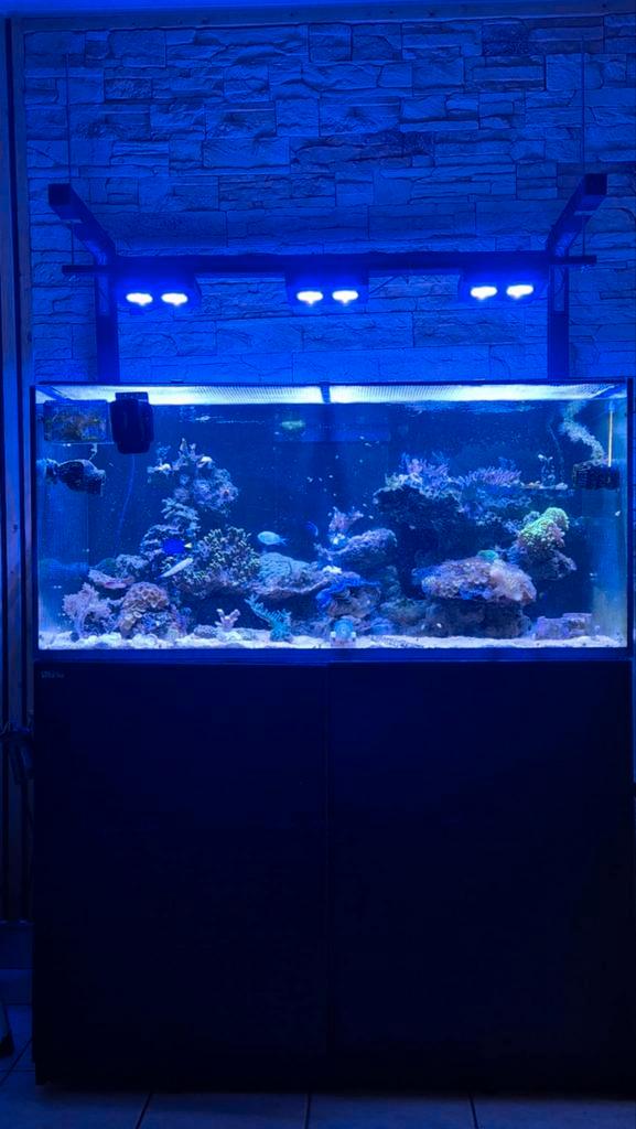 Aquarium recifal red sea, Dieren en Toebehoren, Vissen | Aquaria en Toebehoren, Ophalen