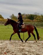 3 jarige springmerrie, Dieren en Toebehoren, Merrie, Springpaard, Zadelmak, 3 tot 6 jaar