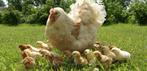 1 jour d'éclosion de poussins le 14 mai (100 % poules), Poule ou poulet, Femelle