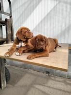 Bordeauxdog, Dieren en Toebehoren, Honden | Retrievers, Spaniëls en Waterhonden, België, Particulier, 8 tot 15 weken, CDV (hondenziekte)