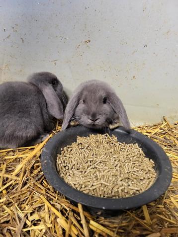 Adorables lapins nains aux oreilles pendantes 