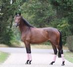 Jong allround paard, Dieren en Toebehoren, Paarden, Merrie, Gechipt, 160 tot 165 cm, 3 tot 6 jaar