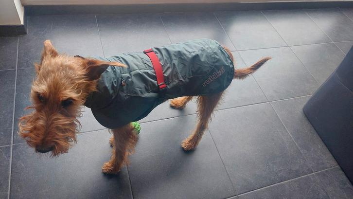 Hondenjasje Rukka Stormy Coat maat 40, Dieren en Toebehoren, Hondenkleding, Hondenjas, Ophalen