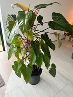 Philodendron Red Emerald, Huis en Inrichting, Kamerplanten, Ophalen, 100 tot 150 cm, Overige soorten, Halfschaduw