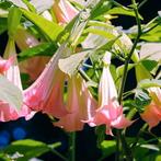 Brugmansia - ROZE, Ophalen