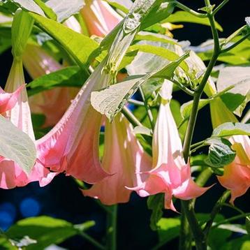 Brugmansia - ROZE beschikbaar voor biedingen