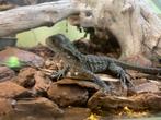 Baby Australische wateragamen, Dieren en Toebehoren