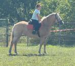 Grote 4 jarige doodbraaf Haflinger merrie, Dieren en Toebehoren, Minder dan 160 cm, 3 tot 6 jaar, L, Recreatiepaard