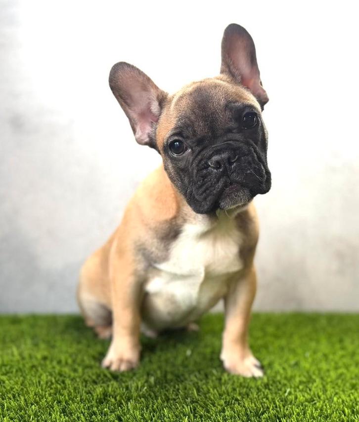 Prachtige Franse Bulldog Pup, Animaux & Accessoires, Chiens | Bouledogues, Pinschers & Molossoïdes, Chien (mâle), Bouledogue, Éleveur | Loisir
