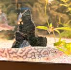 3 Botia’s histrionica (11cm), Dieren en Toebehoren, Vissen | Aquariumvissen, Vis, Zoetwatervis