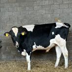 Melktypische stier uit Osnabrück, Mannelijk, 0 tot 2 jaar