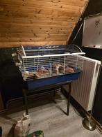 2 cavia's beertjes met toebehoren, Dieren en Toebehoren, Ophalen, Kooi, Cavia
