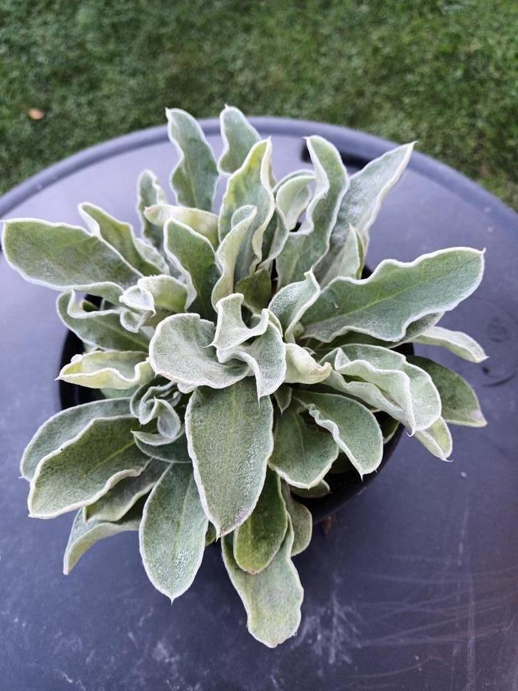 Lychnis Coronarius, Tuin en Terras, Planten | Struiken en Hagen, Ophalen