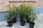 Haagplanten!, Tuin en Terras, Ophalen