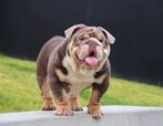 Engelse bulldog, Fokker | Hobbymatig, Reu, 1 tot 2 jaar, Buitenland