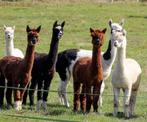 op zoek naar alpaca's