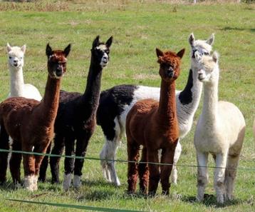 op zoek naar alpaca's beschikbaar voor biedingen