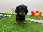 Langharige Dwergteckel pups