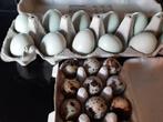 Pastel en olijfgroene eieren + kwarteleieren, Dieren en Toebehoren, Pluimvee, Geslacht onbekend, Kip