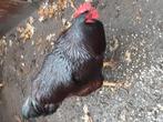 Rhode island red (haan), Dieren en Toebehoren
