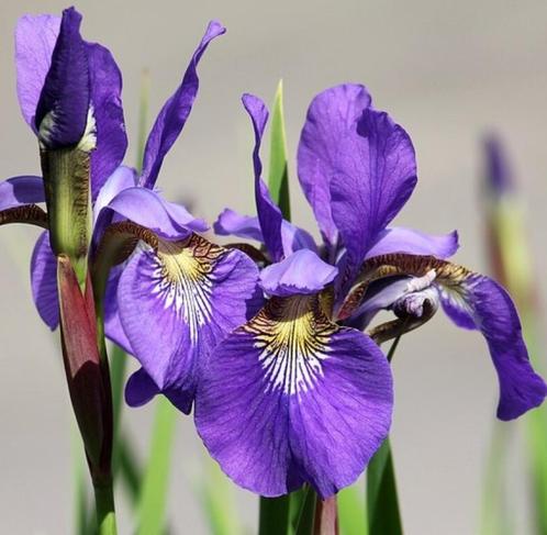 Iris de Sibérie bleus - pot 17 cm, Jardin & Terrasse, Plantes | Jardin, Plante fixe, Plein soleil, Enlèvement