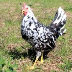Leghorn exchequer kippen jonge hennen beschikbaar, Dieren en Toebehoren, Vrouwelijk, Kip
