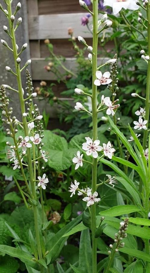 Nog ideale maand om vaste plantjes in de grond te steken !, Jardin & Terrasse, Plantes | Jardin, Plante fixe, Autres espèces, Plein soleil