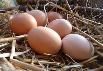 Oeufs frais, de poules élevées au sol disponible aux enchères