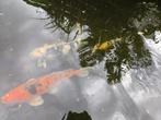 Koi’s, Dieren en Toebehoren, Vissen | Vijvervissen, Karper of Koi