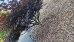 Japanse Esdoorn (acer), Tuin en Terras, Planten | Tuinplanten, Ophalen