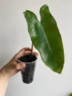 Philodendron Paraiso Verde, Enlèvement ou Envoi