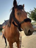 Ruin te koop, Dieren en Toebehoren, Paarden, Ruin, Niet van toepassing, Gechipt, 11 jaar of ouder