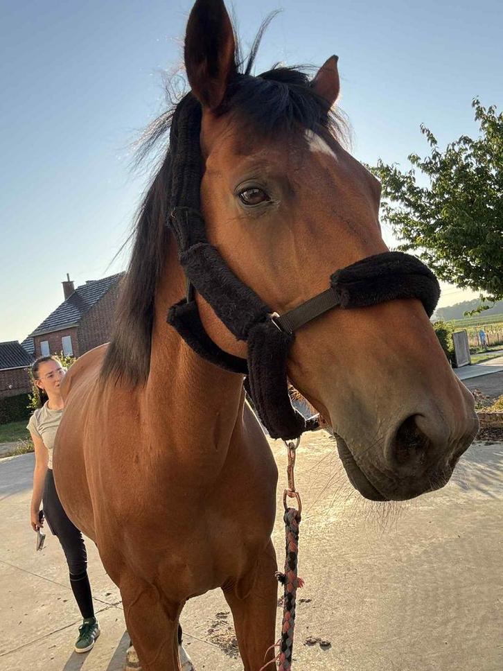 Ruin te koop, Dieren en Toebehoren, Paarden, Ruin, Niet van toepassing, 165 tot 170 cm, 11 jaar of ouder, Recreatiepaard, Gechipt