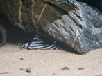 L46 hypancistrus zebra, Dieren en Toebehoren, Vissen | Aquariumvissen