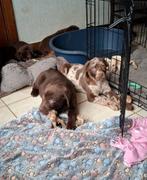 Lieve chocoladebruine en merle labrador pups op boerderij, België, CDV (hondenziekte), 8 tot 15 weken, Labrador retriever