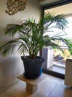 palmier areca, Tuin en Terras, Planten | Bomen, Ophalen, Palmboom