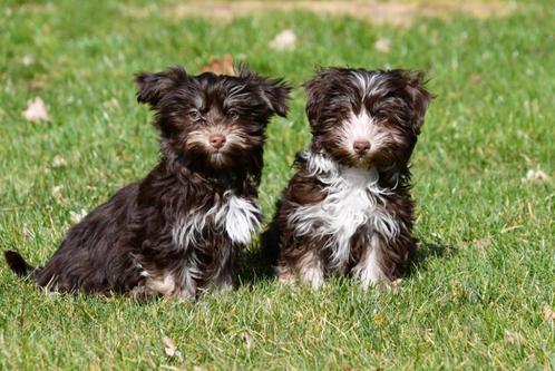 Havanezer pups te koop, Dieren en Toebehoren, Honden | Chihuahua's en Gezelschapshonden, Meerdere dieren, Overige rassen, Fokker | Professioneel