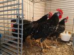 Anconakriel, Dieren en Toebehoren, Pluimvee