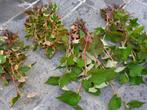 plante:Houttuynia Cordata-feuill. tricolore ou vert,au choix, Halfschaduw, Zomer, Vaste plant, Bodembedekkers