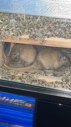 1 gerbil en kooie te koop, Dieren en Toebehoren, Januari, Mannelijk