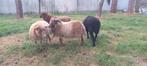 3 ouessant ooien, 1 bokje, Dieren en Toebehoren, Schapen, Geiten en Varkens, Schaap