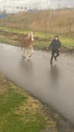 Haflinger, Dieren en Toebehoren, Ophalen of Verzenden, Zo goed als nieuw