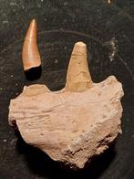 Morceau de mâchoire de mosasaure avec 2 dents - dinosaure, Fossile, Enlèvement ou Envoi
