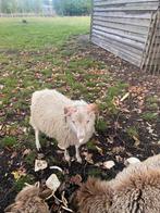 2 ouessant rammen, Dieren en Toebehoren, Schapen, Geiten en Varkens