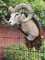 Taxidermie opgezette moeflon in topconditie zeer mooi, Ophalen of Verzenden