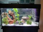 Aquarium met kast, vissen en toebehoren, Dieren en Toebehoren, Vissen | Aquaria en Toebehoren, Ophalen of Verzenden, Zo goed als nieuw