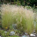 Stipa Tenuissima "Ponytails", Halfschaduw, Ophalen of Verzenden