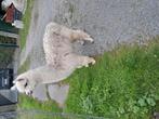 Alpaca. Circa.  Merrie, Dieren en Toebehoren, Mei, Vrouwelijk