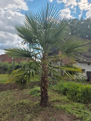 Palmboom, Enlèvement